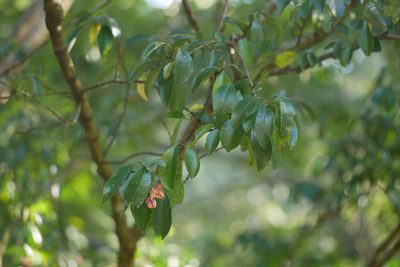 Euonymus carnosus, photographed by Moogoo Lee