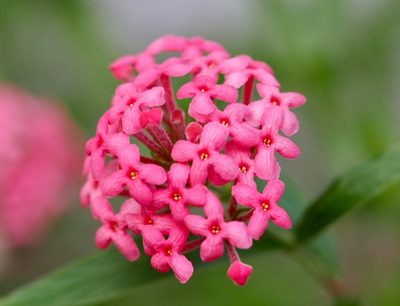 Arachnothryx leucophylla, photographed by Nguyễn Văn Hùng