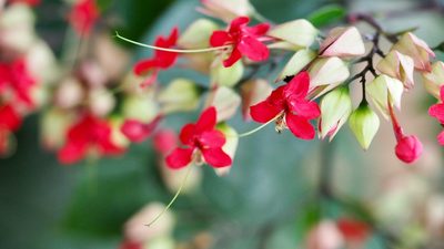 Clerodendrum thomsoniae, photographed by Nguyễn Văn Hùng