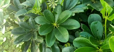 Heptapleurum arboricola, photographed by Ong Jyh Seng