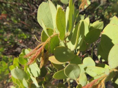 Arctostaphylos otayensis, photographed by kclarksdnhmorg