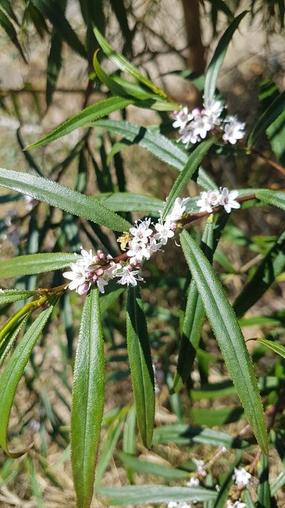 Myoporum bateae, photographed by Vale Jenny Conolly
