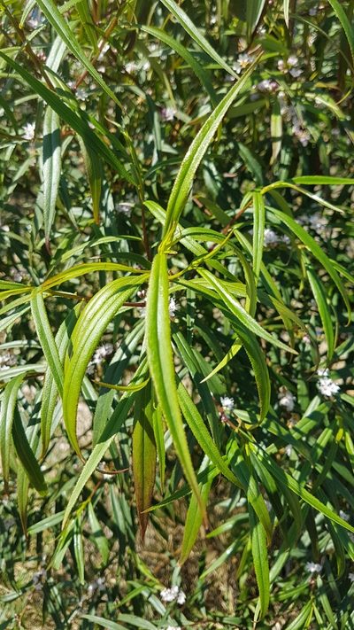 Myoporum bateae, photographed by Vale Jenny Conolly