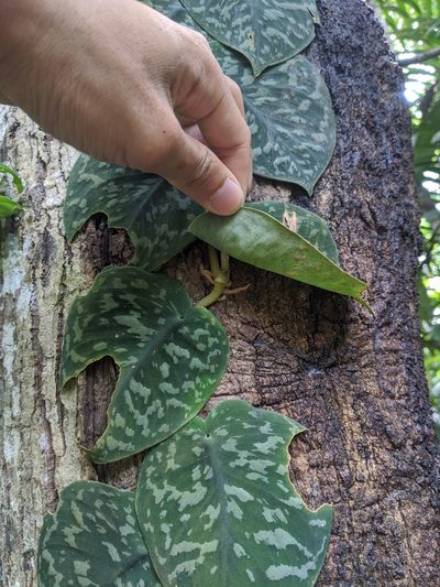 Scindapsus pictus, photographed by Cheng-Te Hsu