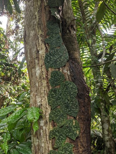 Scindapsus pictus, photographed by Cheng-Te Hsu