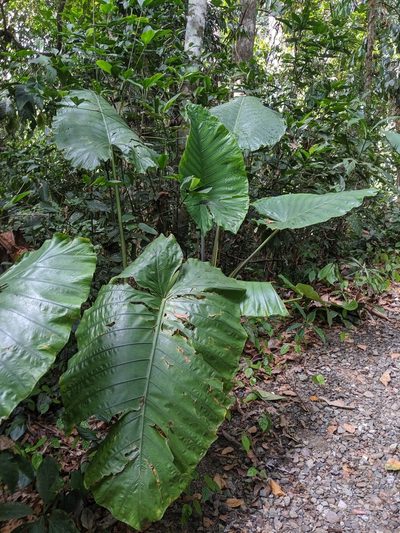 Alocasia robusta, photographed by Cheng-Te Hsu
