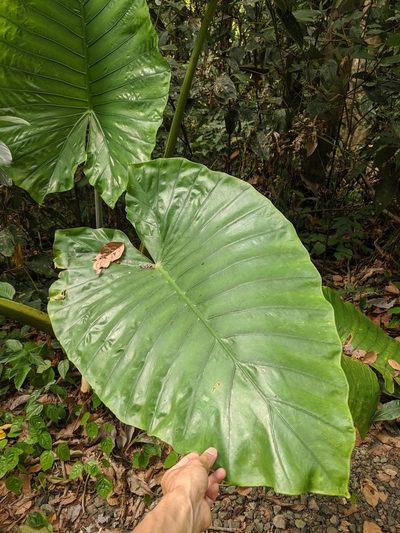 Alocasia robusta, photographed by Cheng-Te Hsu