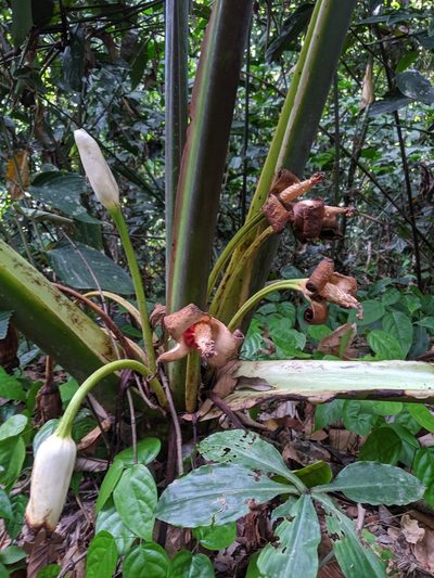 Alocasia robusta, photographed by Cheng-Te Hsu