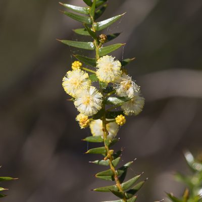 Acacia rupicola, photographed by Kym Nicolson