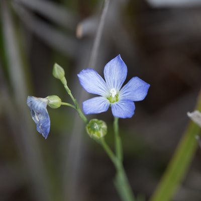 Linum marginale, photographed by Kym Nicolson