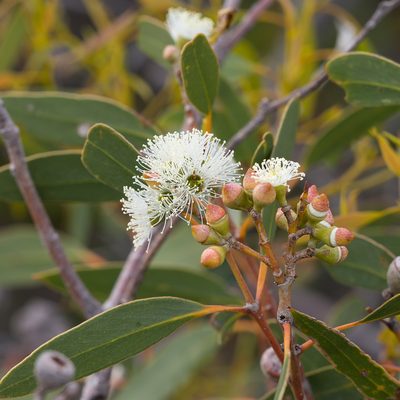 Eucalyptus diversifolia, photographed by Kym Nicolson