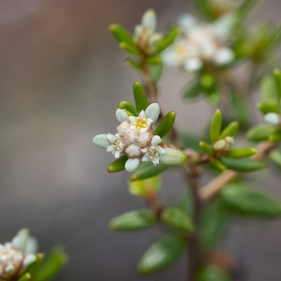 Spyridium phylicoides, photographed by Kym Nicolson