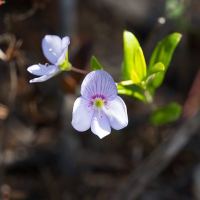 Veronica hillebrandii, photographed by Kym Nicolson