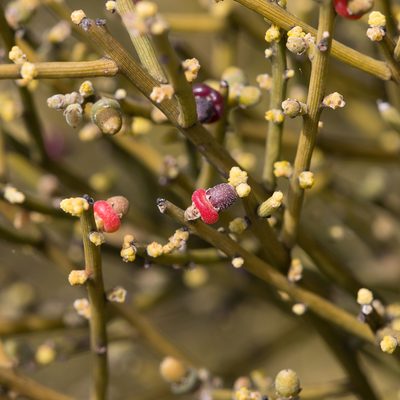 Exocarpos aphyllus, photographed by Kym Nicolson