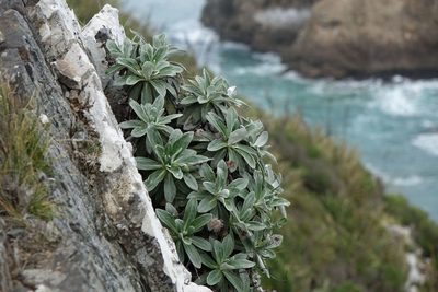 Celmisia lindsayi, photographed by John Barkla