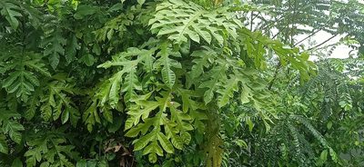 Artocarpus elasticus, photographed by Ong Jyh Seng