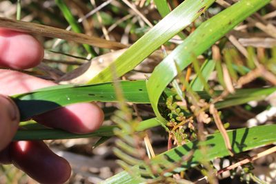 Anthoxanthum redolens, photographed by Joe Potter Butler