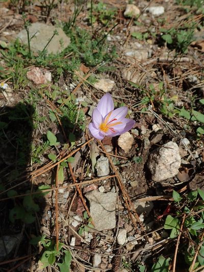 Crocus longiflorus, photographed by Dr. Guido Bohne