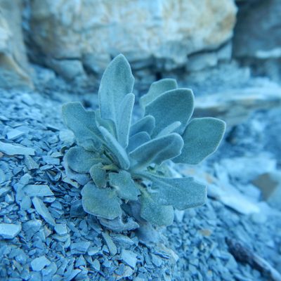 Matthiola odoratissima, photographed by Сергей Крыленко