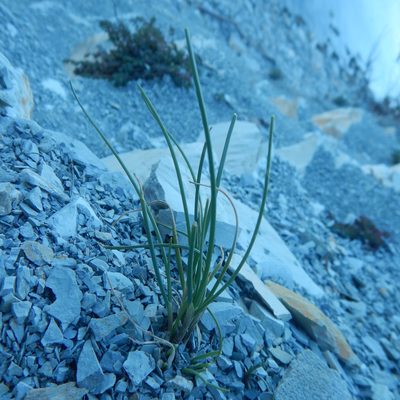 Allium psebaicum, photographed by Сергей Крыленко