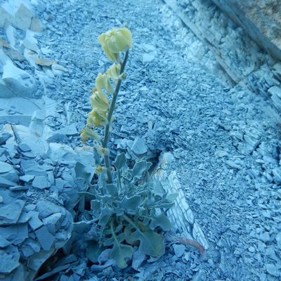 Matthiola odoratissima, photographed by Сергей Крыленко