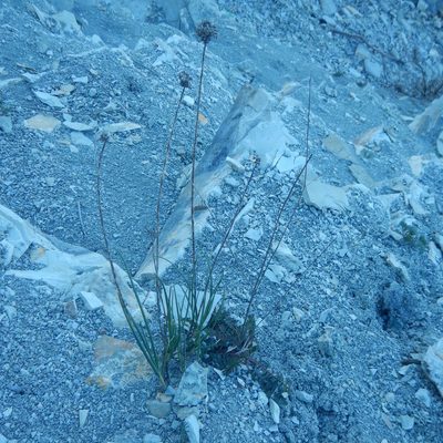 Allium psebaicum, photographed by Сергей Крыленко