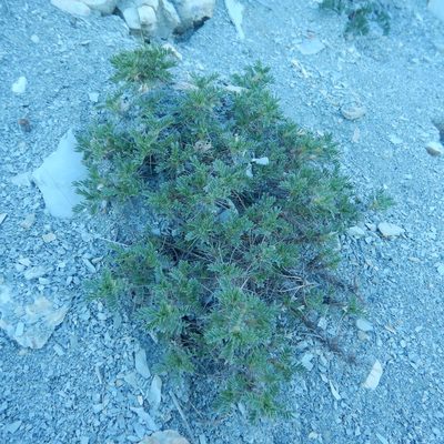 Astragalus arnacanthoides, photographed by Сергей Крыленко