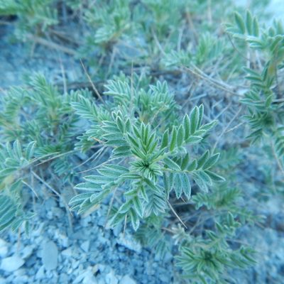 Astragalus arnacanthoides, photographed by Сергей Крыленко