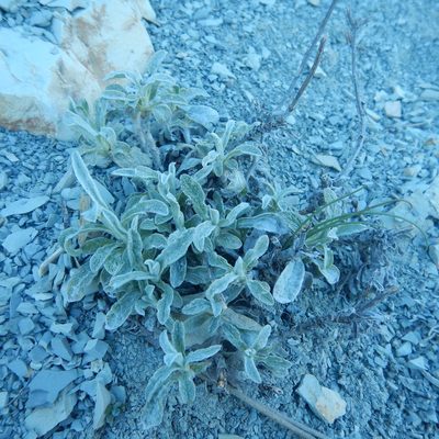 Sideritis euxina, photographed by Сергей Крыленко