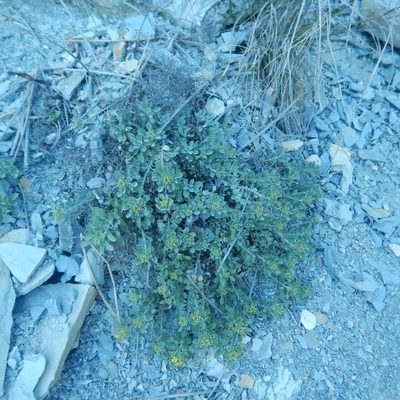 Odontarrhena obtusifolia, photographed by Сергей Крыленко
