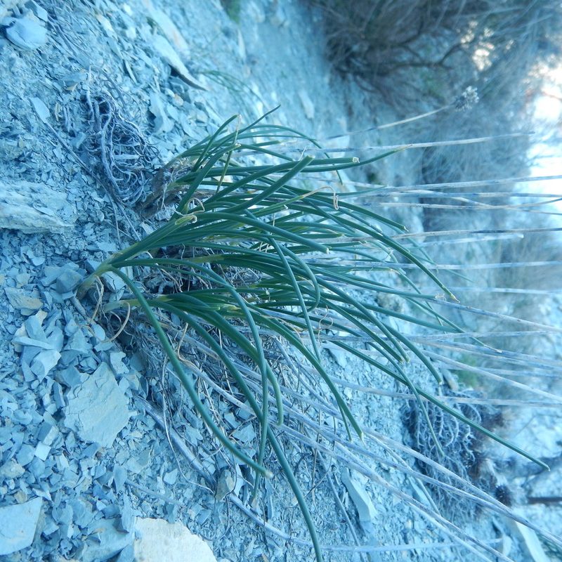 Allium psebaicum, photographed by Сергей Крыленко
