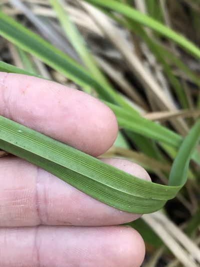 Cyperus lucidus, photographed by Greg Tasney
