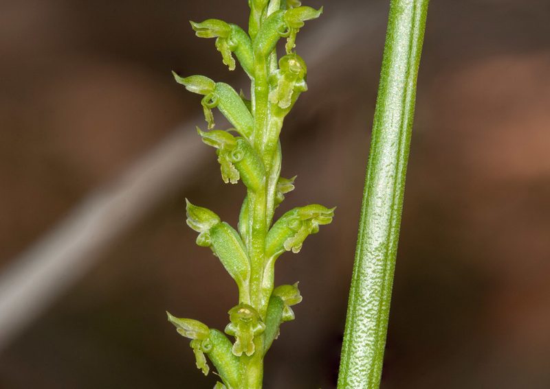 Microtis arenaria, photographed by Rolf Lawrenz