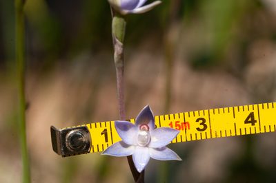 Thelymitra brevifolia, photographed by Rolf Lawrenz