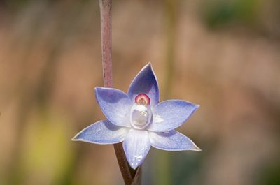 Thelymitra brevifolia, photographed by Rolf Lawrenz