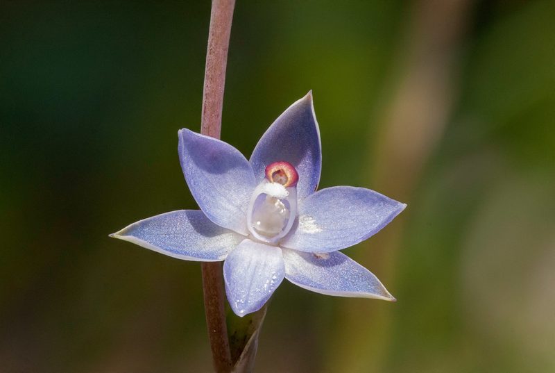 Thelymitra brevifolia, photographed by Rolf Lawrenz