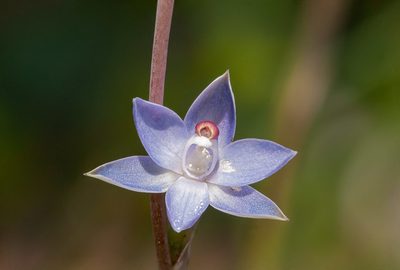 Thelymitra brevifolia, photographed by Rolf Lawrenz