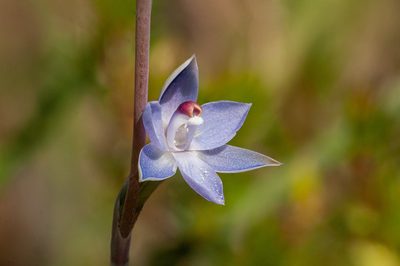 Thelymitra brevifolia, photographed by Rolf Lawrenz