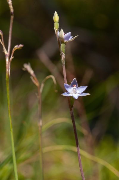 Thelymitra brevifolia, photographed by Rolf Lawrenz