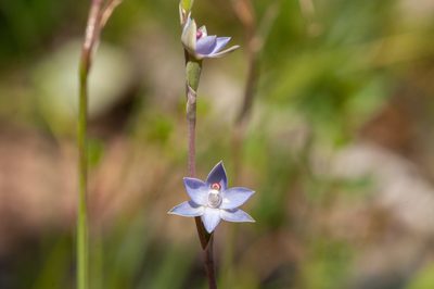 Thelymitra brevifolia, photographed by Rolf Lawrenz