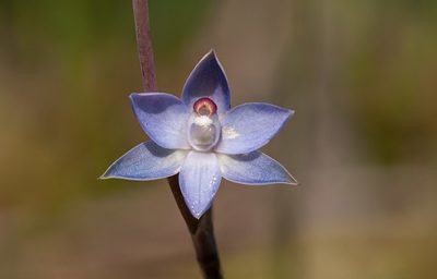 Thelymitra brevifolia, photographed by Rolf Lawrenz
