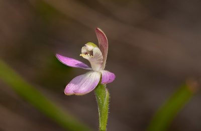 Caladenia pusilla, photographed by Rolf Lawrenz
