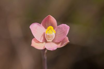 Thelymitra carnea, photographed by Rolf Lawrenz