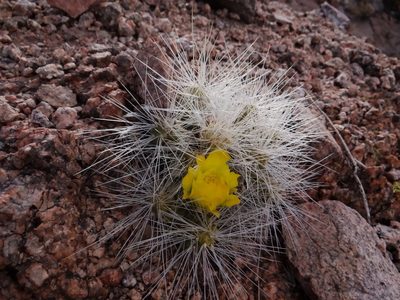Tephrocactus weberi, photographed by Guillermo Debandi
