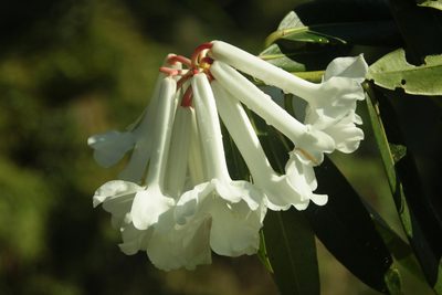 Rhododendron bloembergenii, photographed by Fabian Brambach