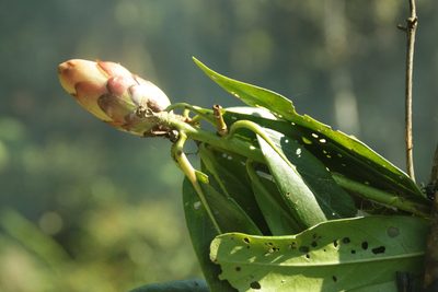 Rhododendron bloembergenii, photographed by Fabian Brambach