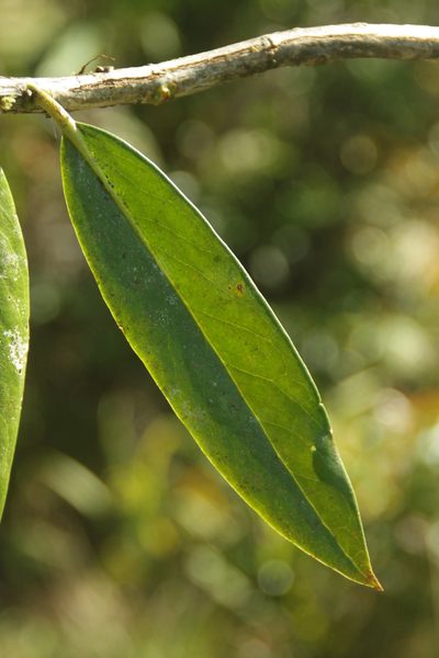 Rhododendron bloembergenii, photographed by Fabian Brambach