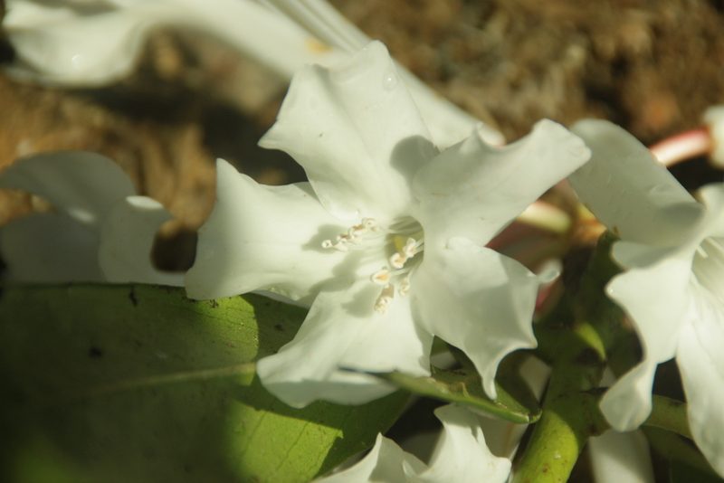Rhododendron bloembergenii, photographed by Fabian Brambach
