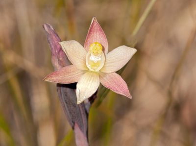 Thelymitra luteocilium, photographed by Rolf Lawrenz