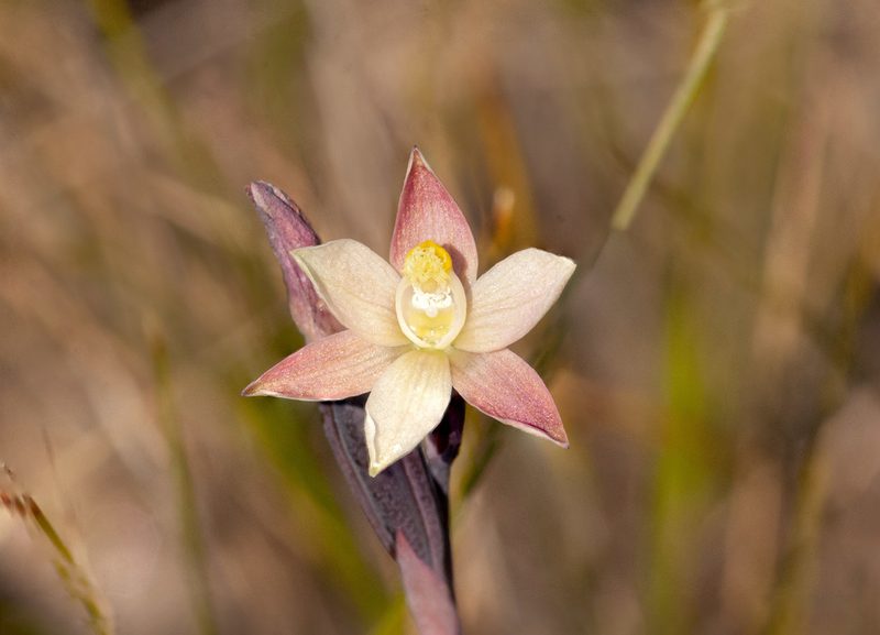 Thelymitra luteocilium, photographed by Rolf Lawrenz
